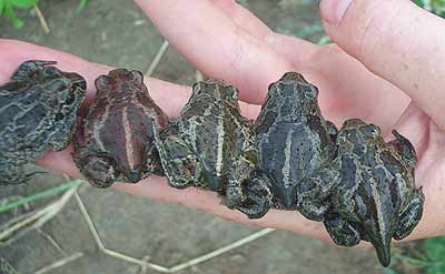 Knoblauchkröten