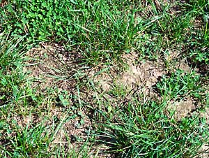 Eiablage-Stelle des Gemeinen Bläulings