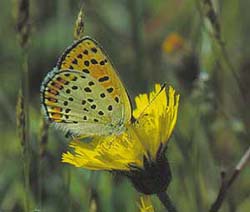 Hieracium pilosella