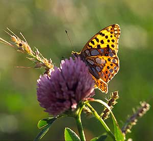 "Kleiner Perlmuttfalter" Issoria lathonia