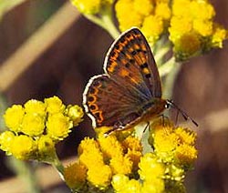 Helichrysum arenarium