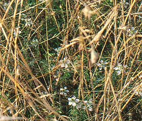 Acker-Schwarzkümmel (Nigella arvensis)
