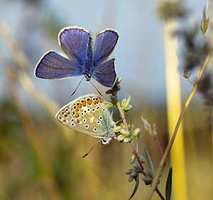 "Gemeiner Bläuling" Polyommatus icarus