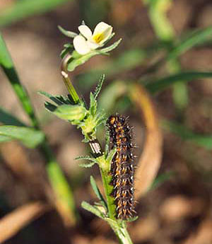 Raupe des Kleinen Perlmuttfalters