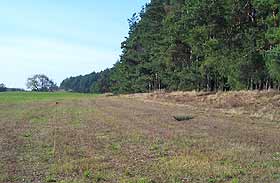 Saum am Waldrand