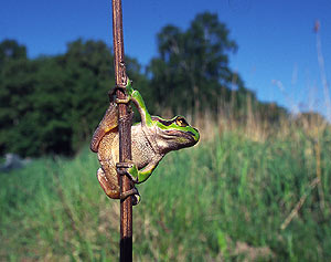 Laubfrosch